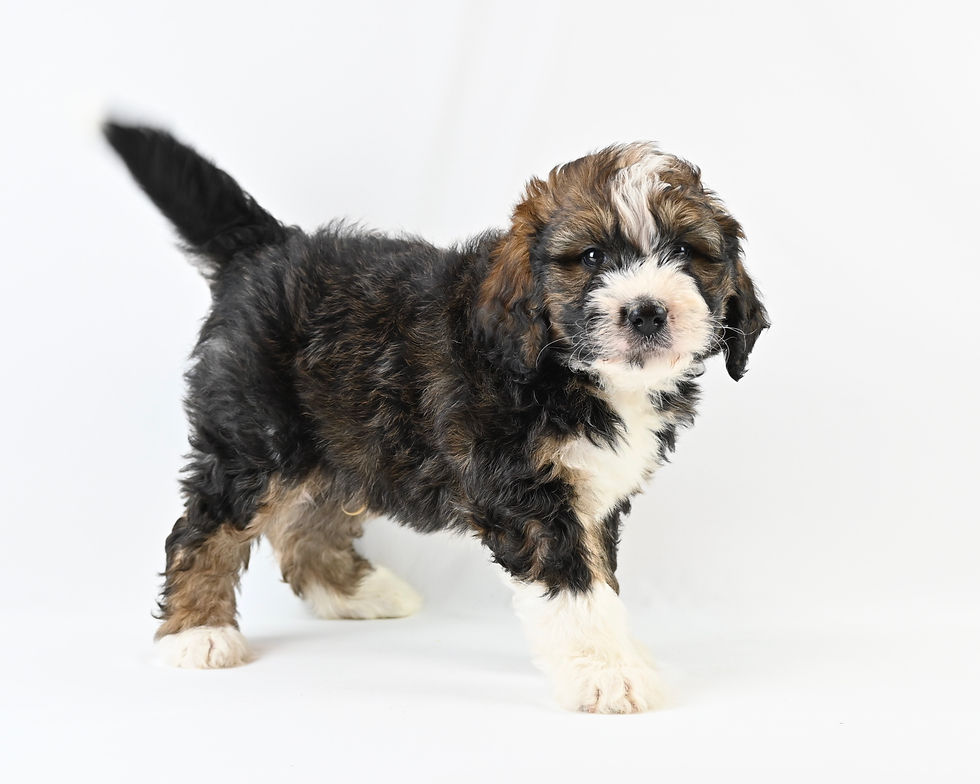 Bernese Mountain Dog/Poodle