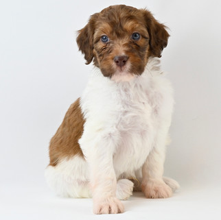 Tri-Color Brittany Spoodle