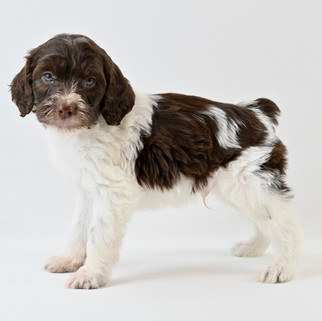 Liver & White Brittany Spoodle