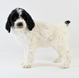 Black & White Brittany Spoodle