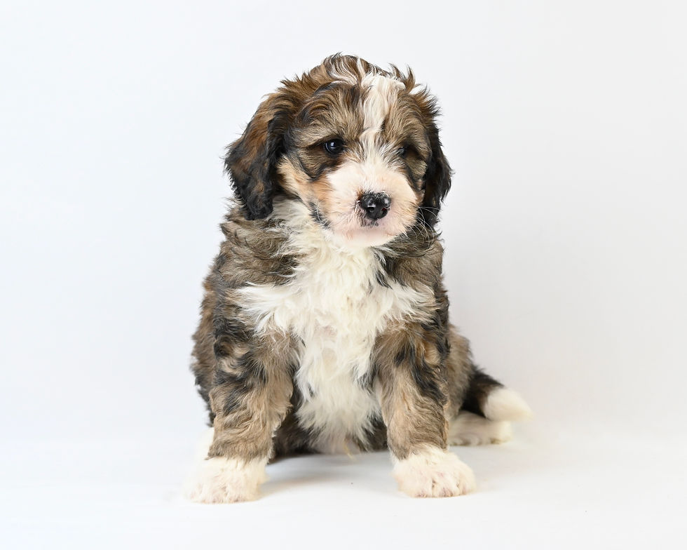 Bernese Mountain Dog/Poodle