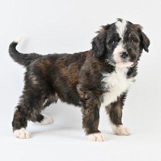 Tri-Sable Bernedoodle