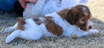 Brittany Doodle Puppies Bring Love and Affection to Families.