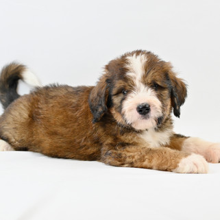 Sable & White Bernedoodle