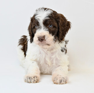 Liver & White Brittany Spoodle