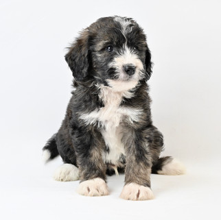 Brindle & White Bernedoodle