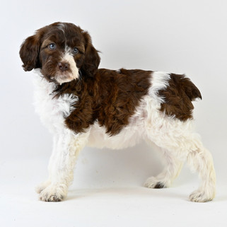 Liver & White Brittany Spoodle
