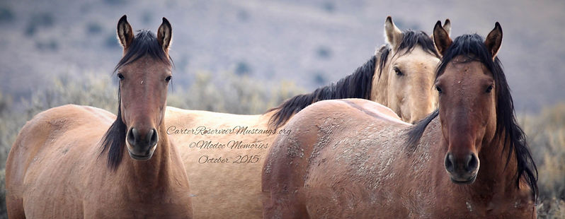 primitive dun wild horses carter reservoir mustangs wild horses