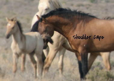 primitive shoulder cape neck cape shoulder patches carter reservoir mustangs, Carter Reservoir wild horses