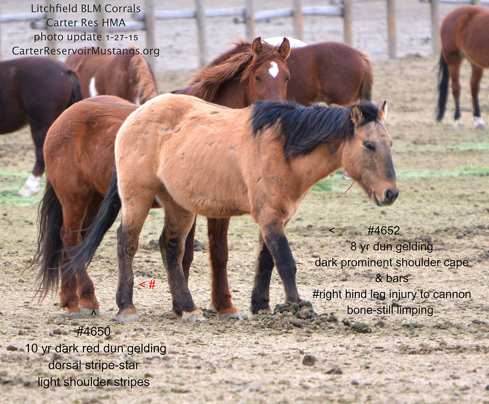 #4650 10 yr Dk Red Dun Gelding/#4652 8 yr Dun Carter Res HMA gelding