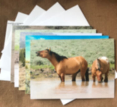 Greeting Cards - 5 Pack