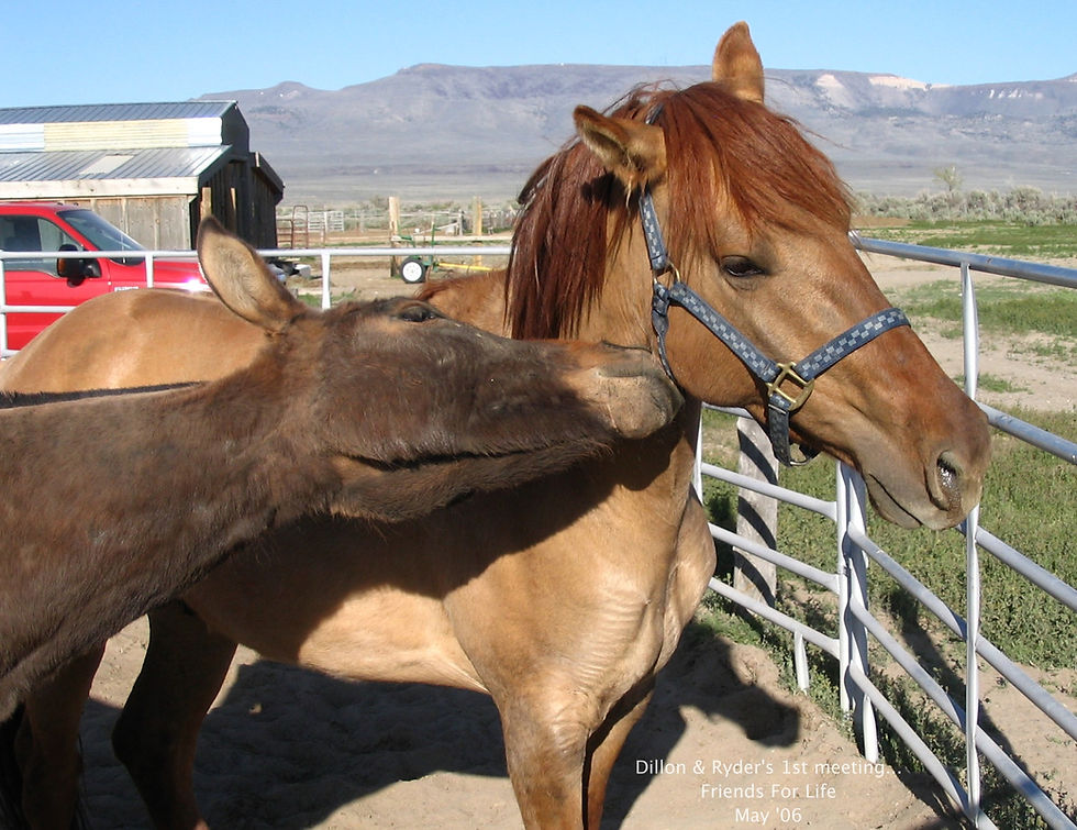 Time to play, Ryder and Dillon
