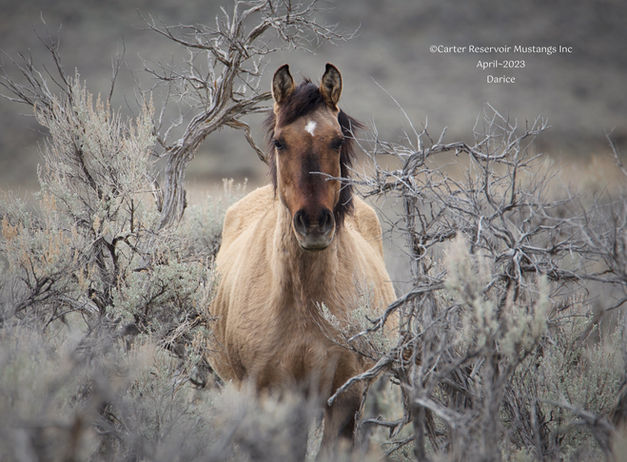 ©CarterReservoirMustangsInc4-23DariceIMG_4559.jpg