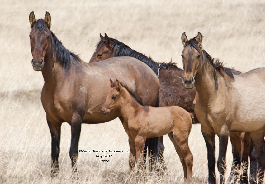primitive dun markings, dun factor, California wild horse herd, Spanish Mustangs