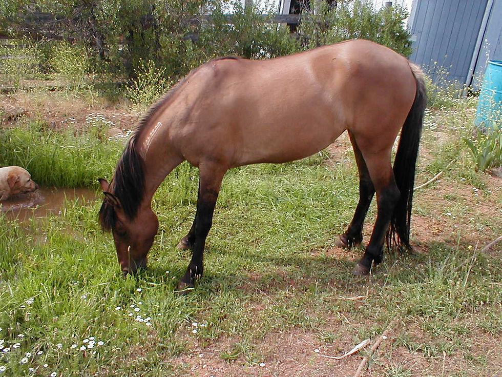 P6060019 copy.JPG