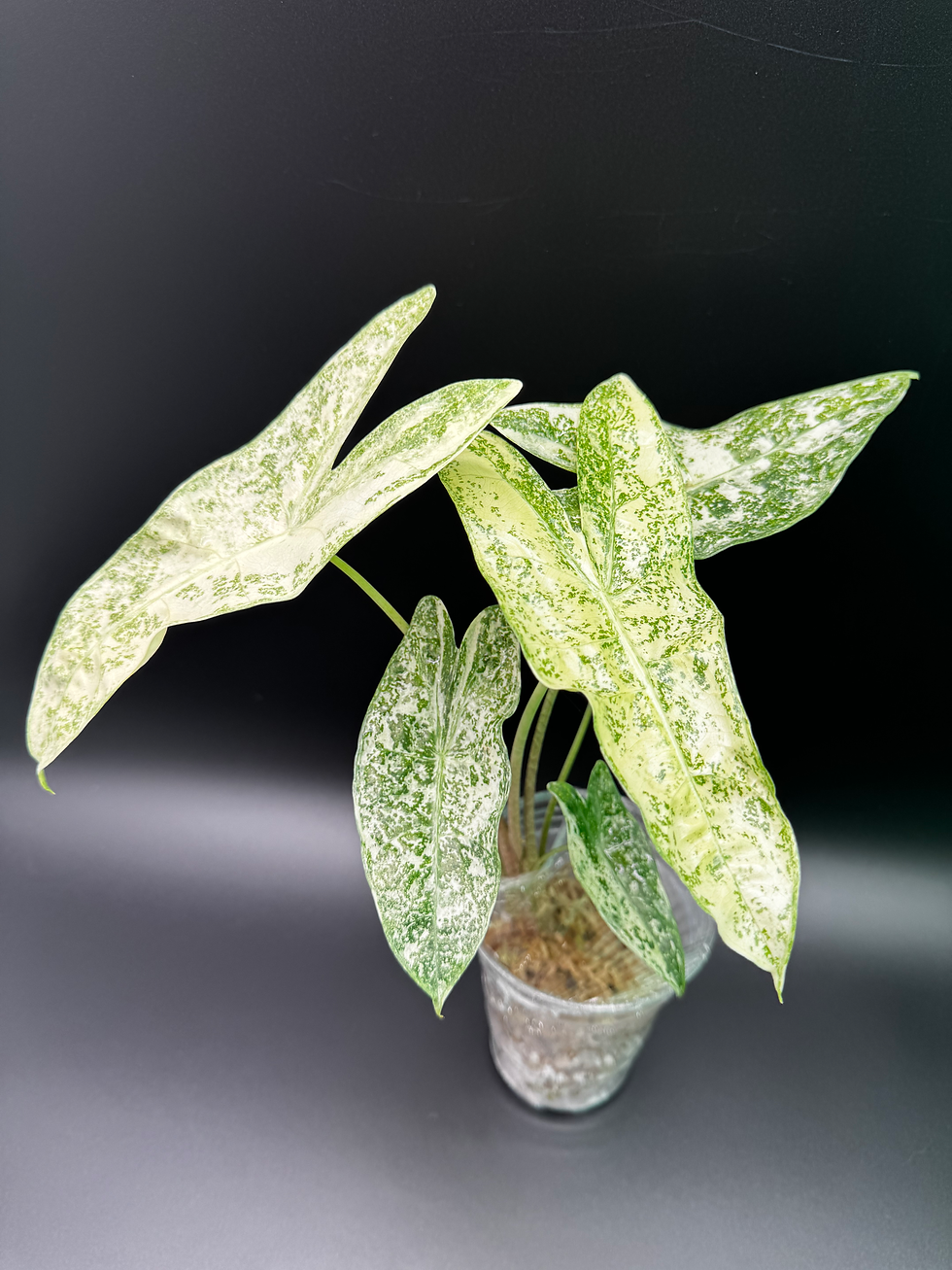 Thumbnail: Alocasia Longiloba Thai Con - *Rare find