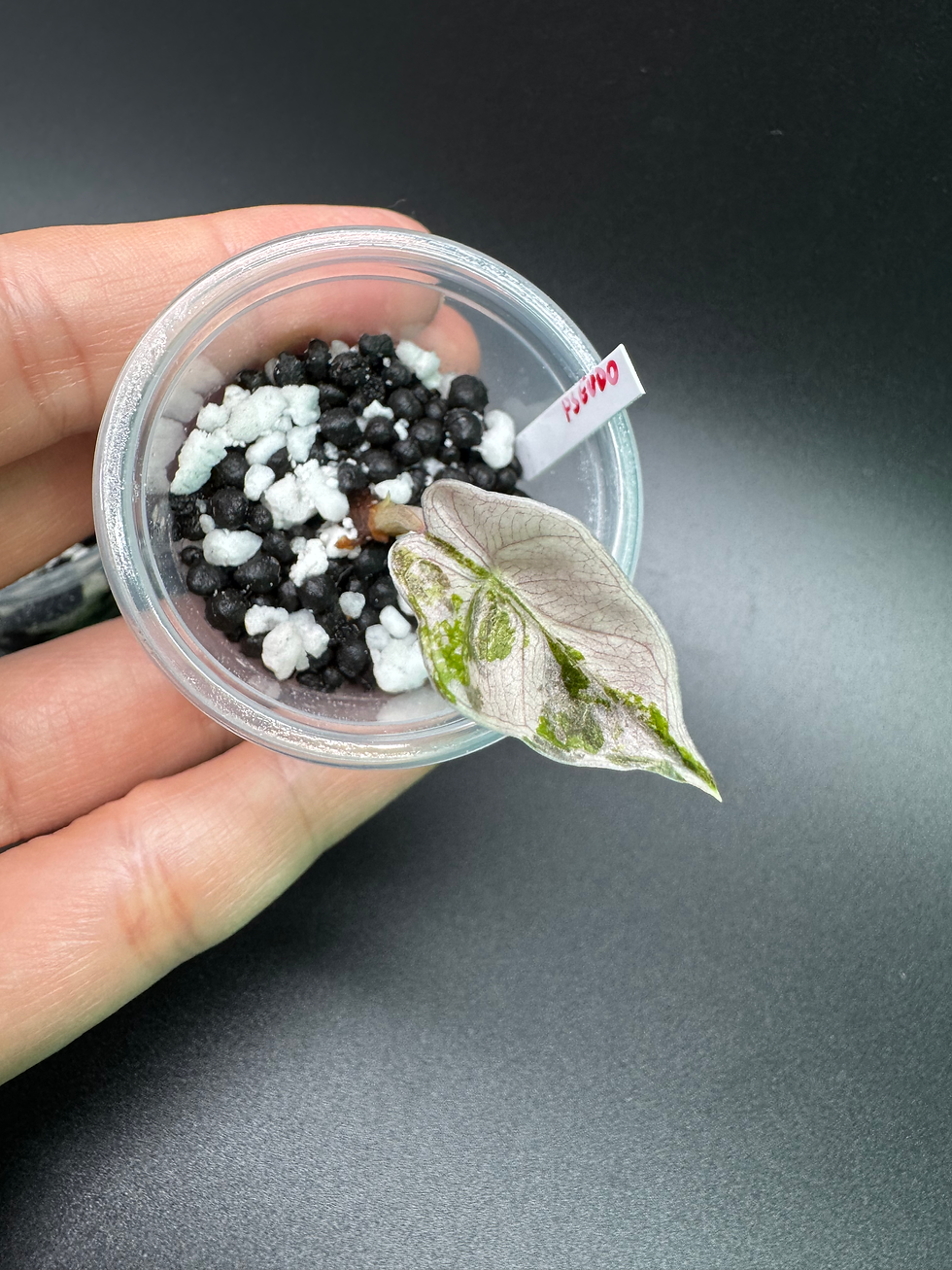 Thumbnail: Alocasia Set - Venom+Pseudosanderiana Pink