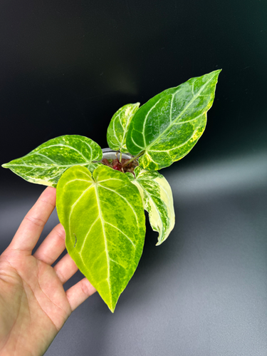 Anthurium Crystallinum x AOS | Plantopia