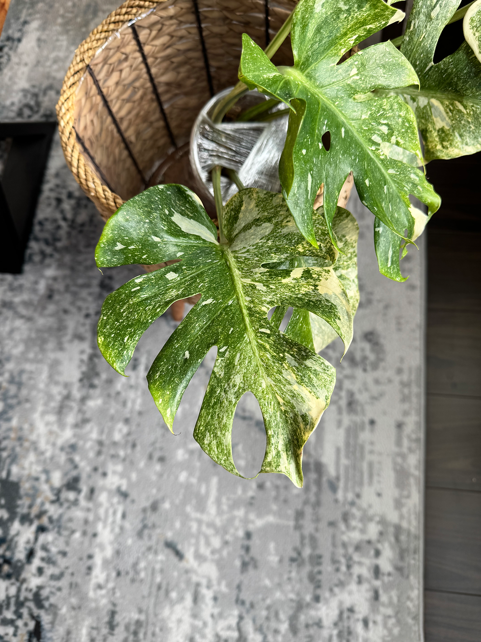 Thumbnail: Monstera Platinum 