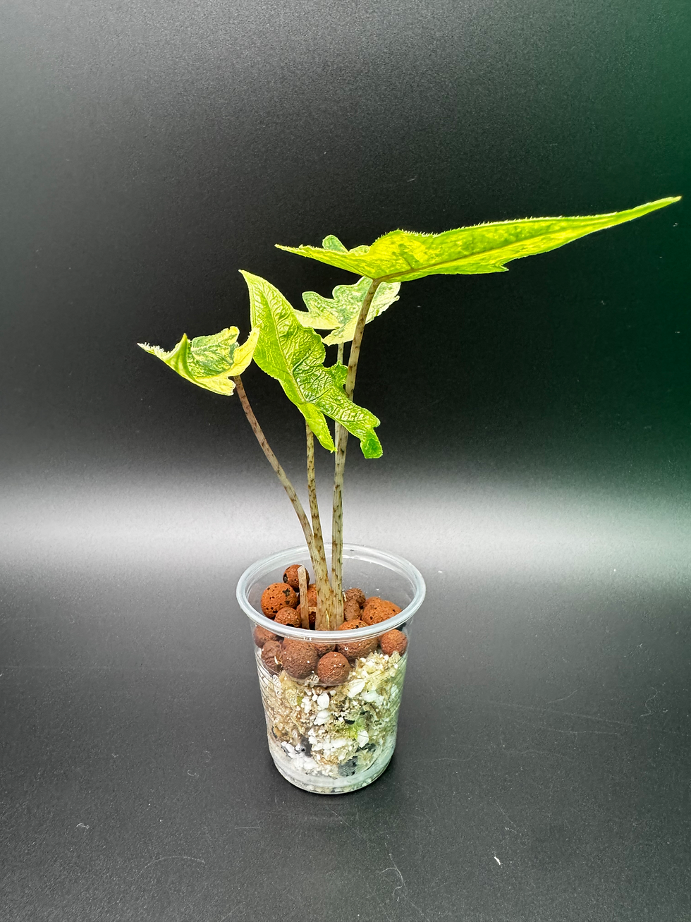 Thumbnail: Alocasia Jacklyn Aurea 