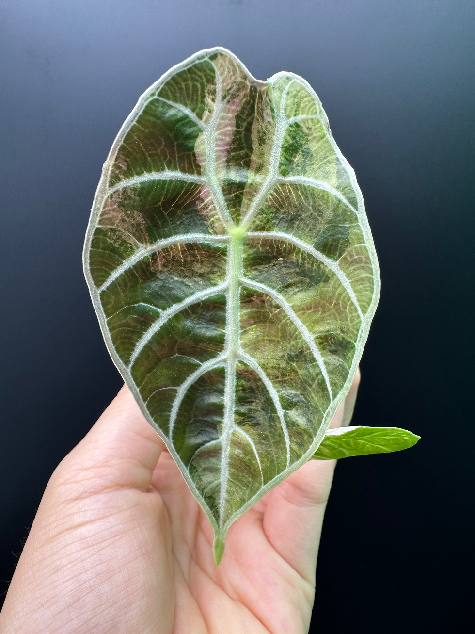 Thumbnail: Alocasia Watsonia Variegated 