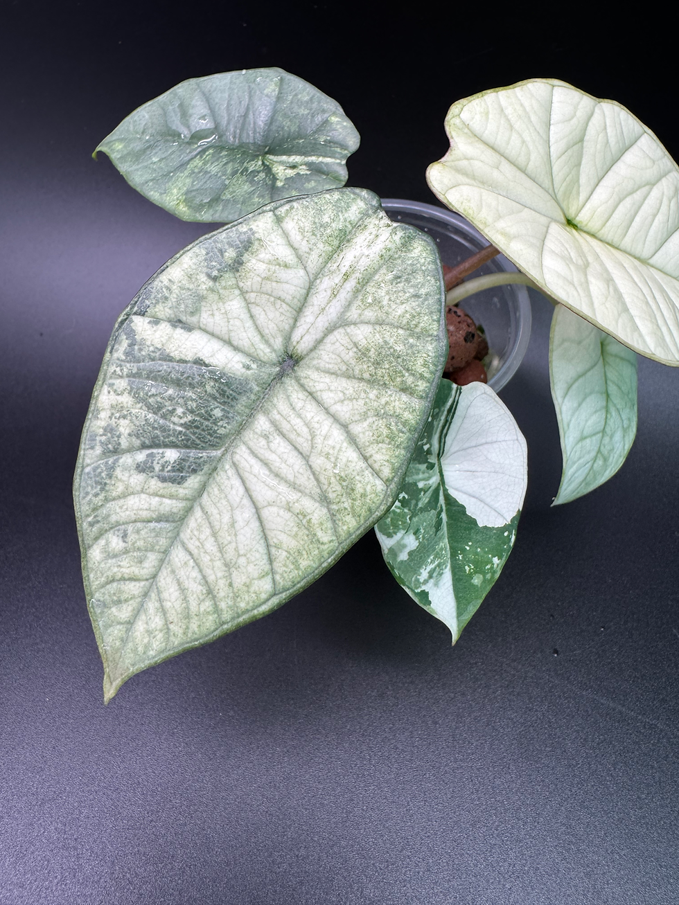 Thumbnail: Alocasia Bisma Platinum Albo - ABP10