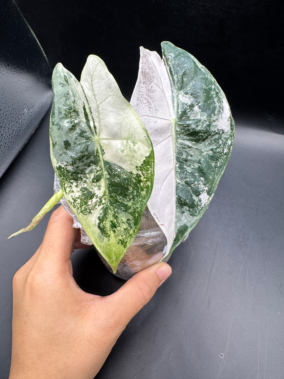 Thumbnail: Alocasia Nairobi Night  **RARE find