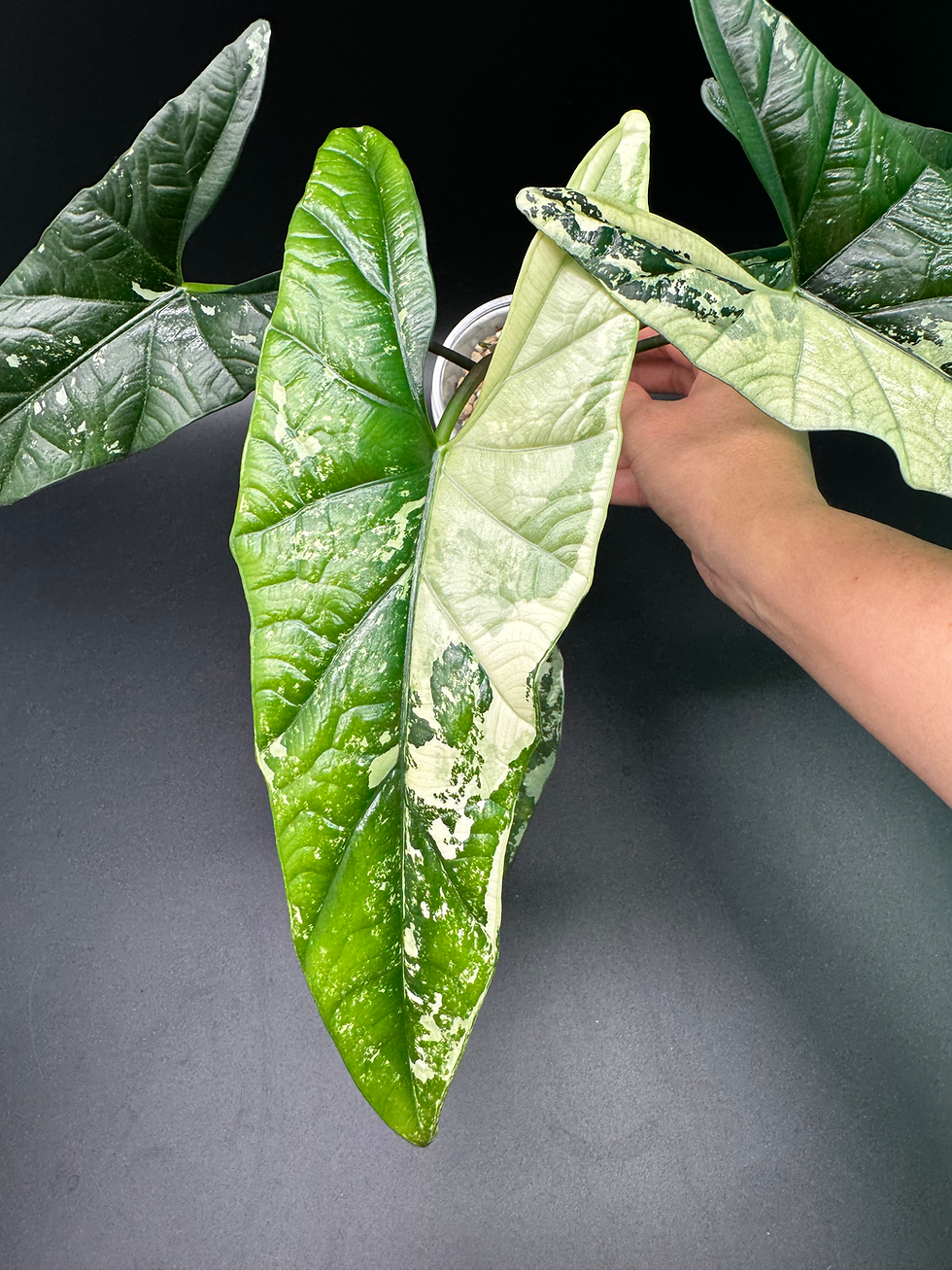 Thumbnail: Alocasia Simpo Albo - mature size