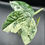 Thumbnail: Alocasia Sinuata Albo - baby from corm