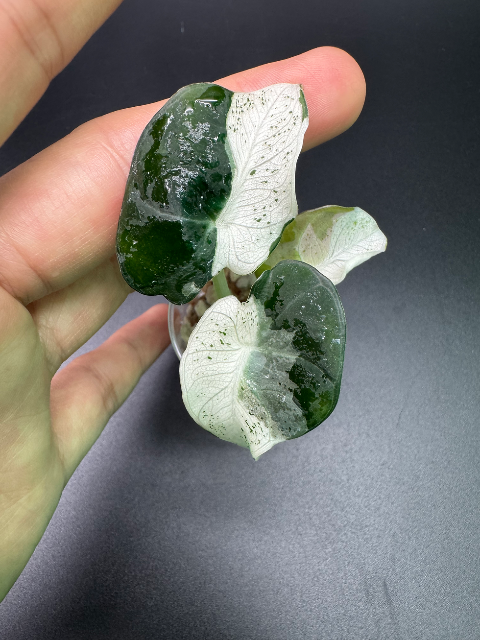 Thumbnail: Alocasia Black Velvet Lava 