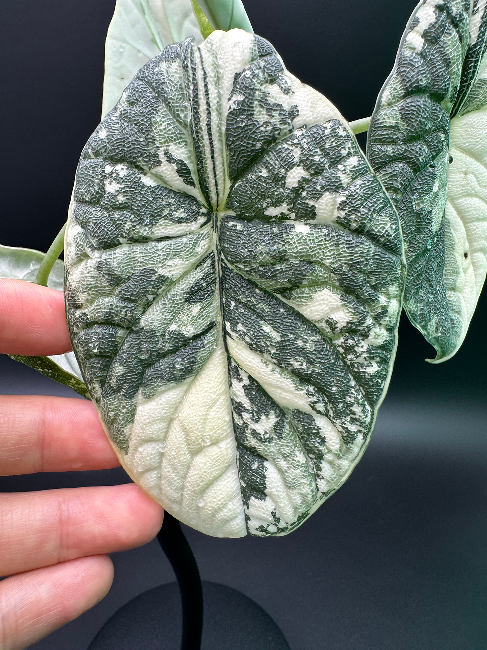 Thumbnail: Alocasia Melo Albo - mature plant