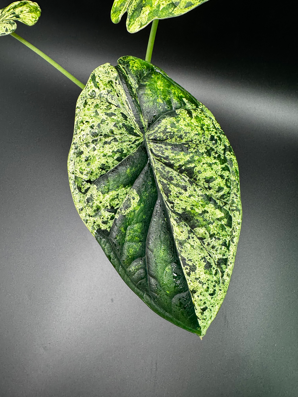 Thumbnail: Alocasia Dragon Scale Mint