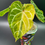 Thumbnail: Anthurium Crystallinum Variegated 