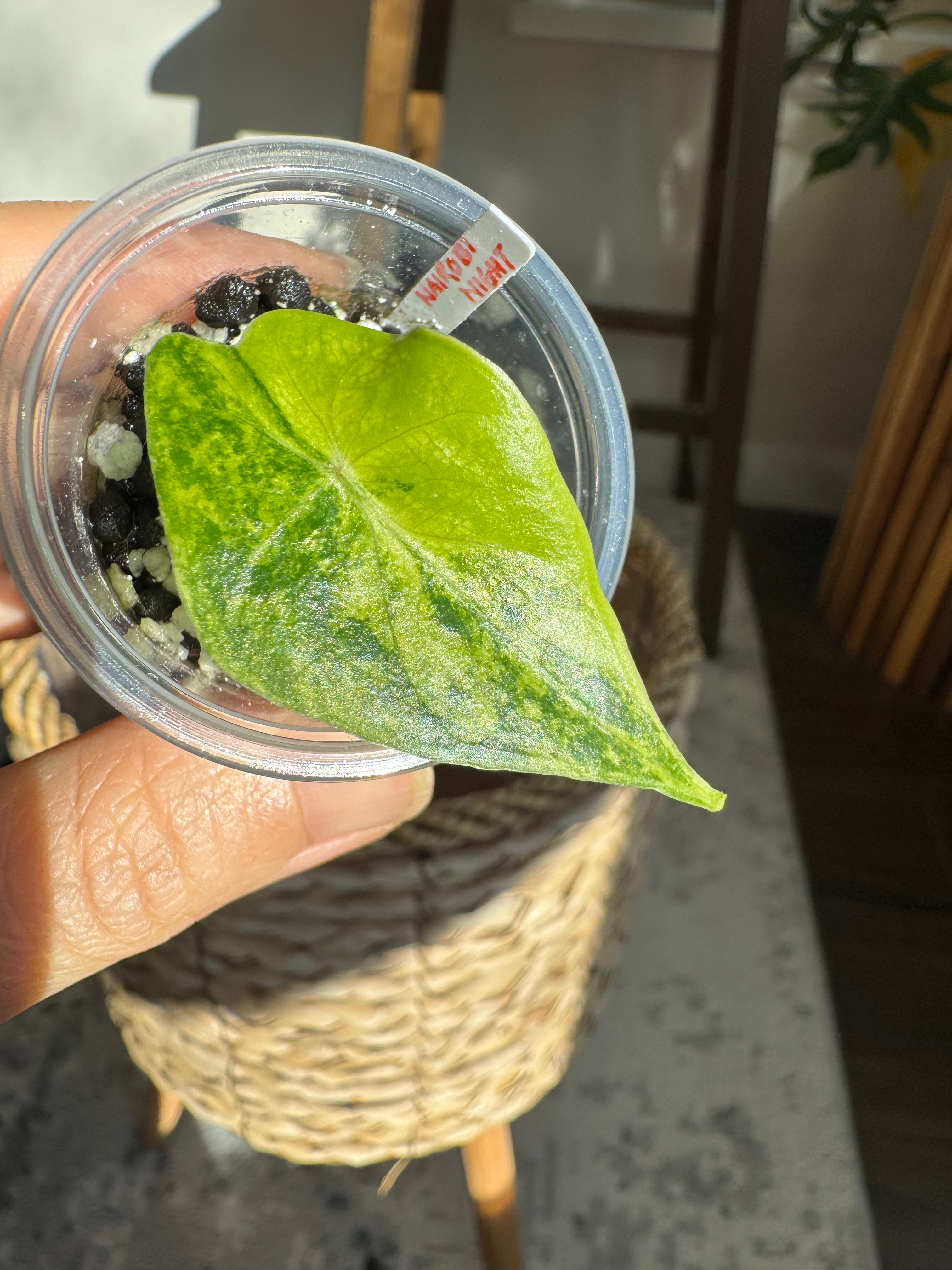 Alocasia Nairobi Night Aurea - baby from corm