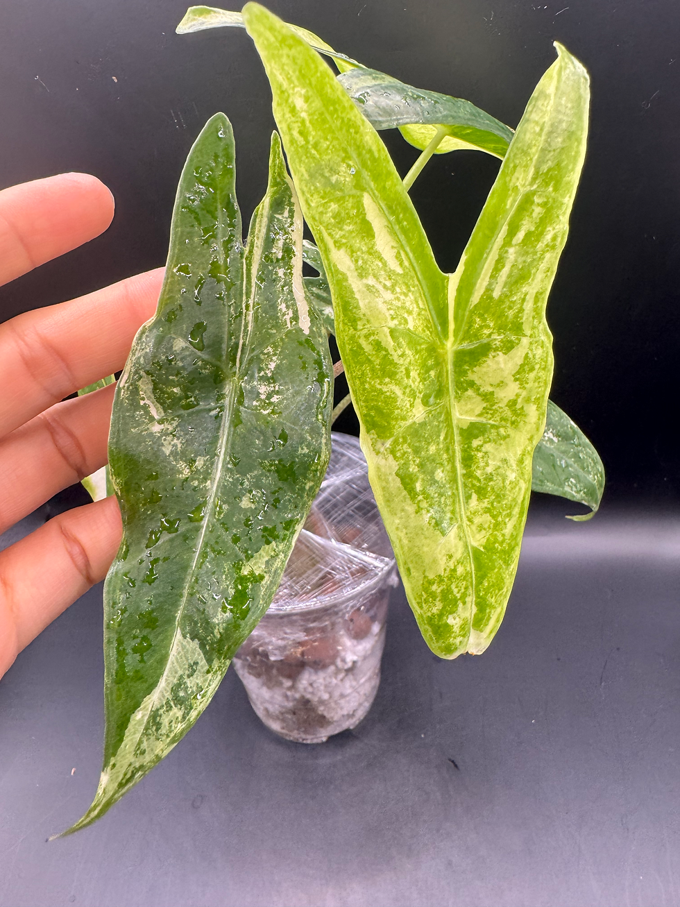 Thumbnail: Alocasia Longiloba Albo Mint