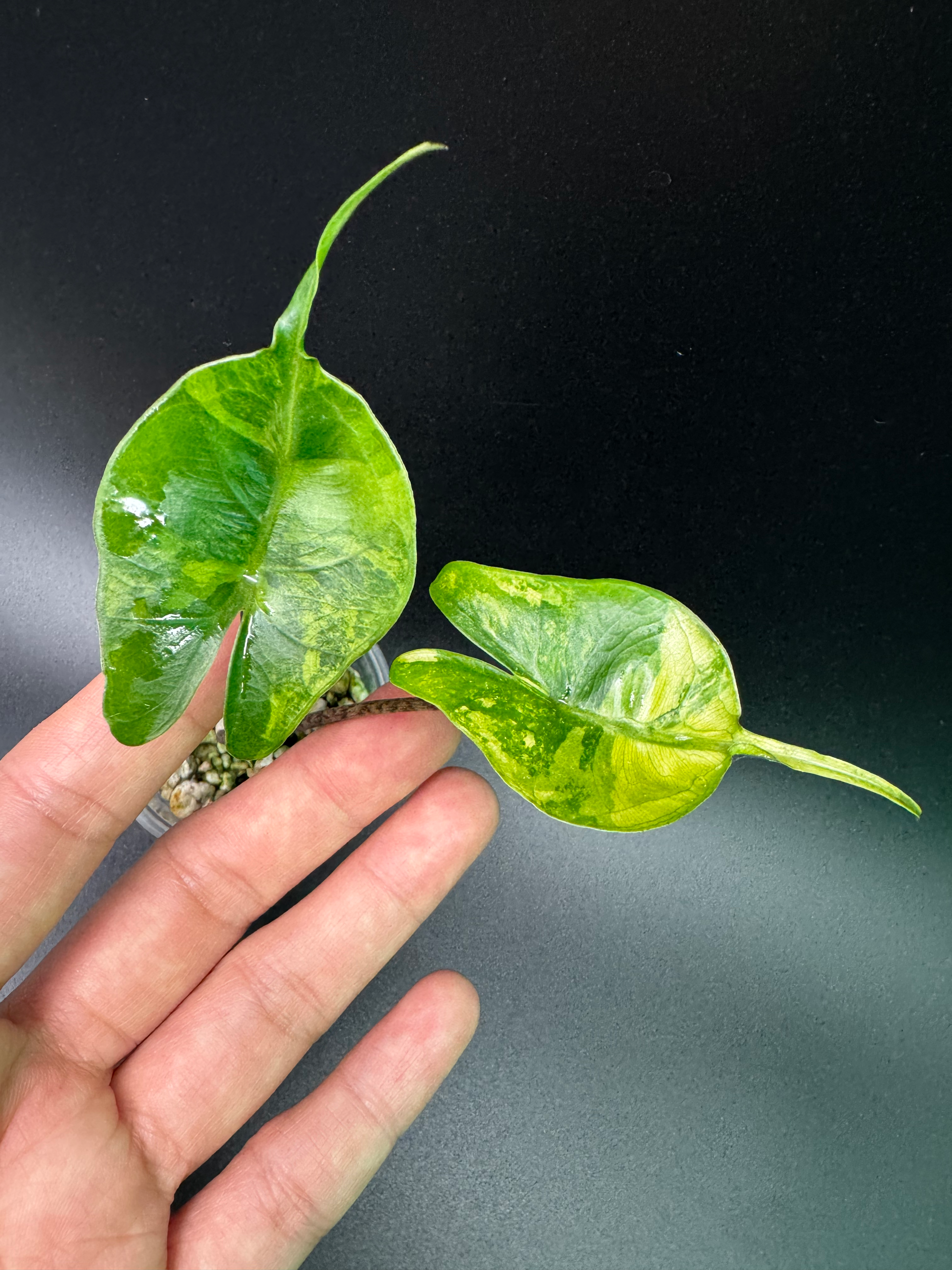 Alocasia Stingray Aurea