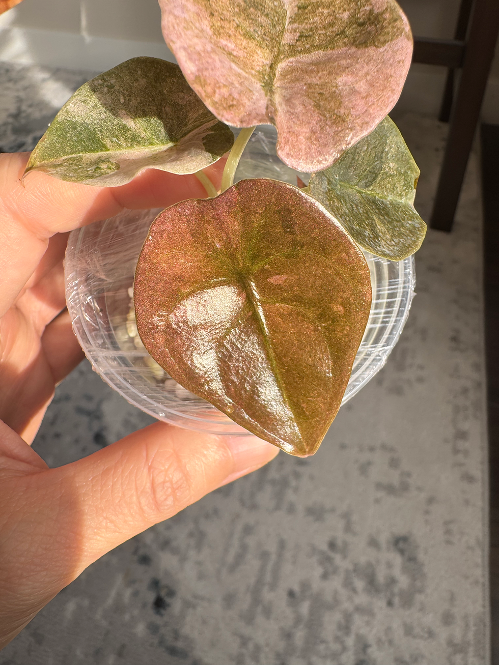 Thumbnail: Alocasia Cuprea Mint Pink