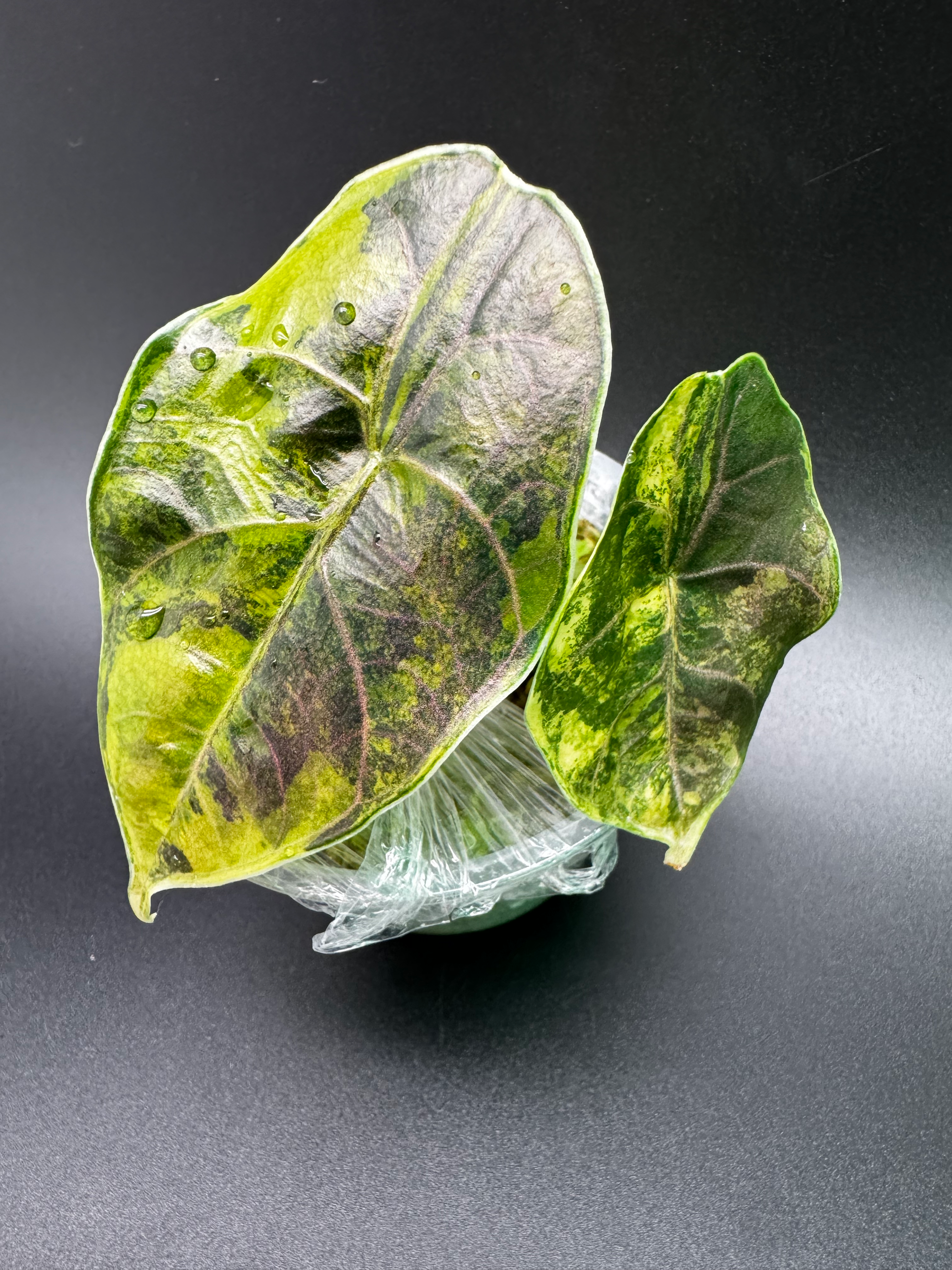 Alocasia Azlanii Gold - AZ3