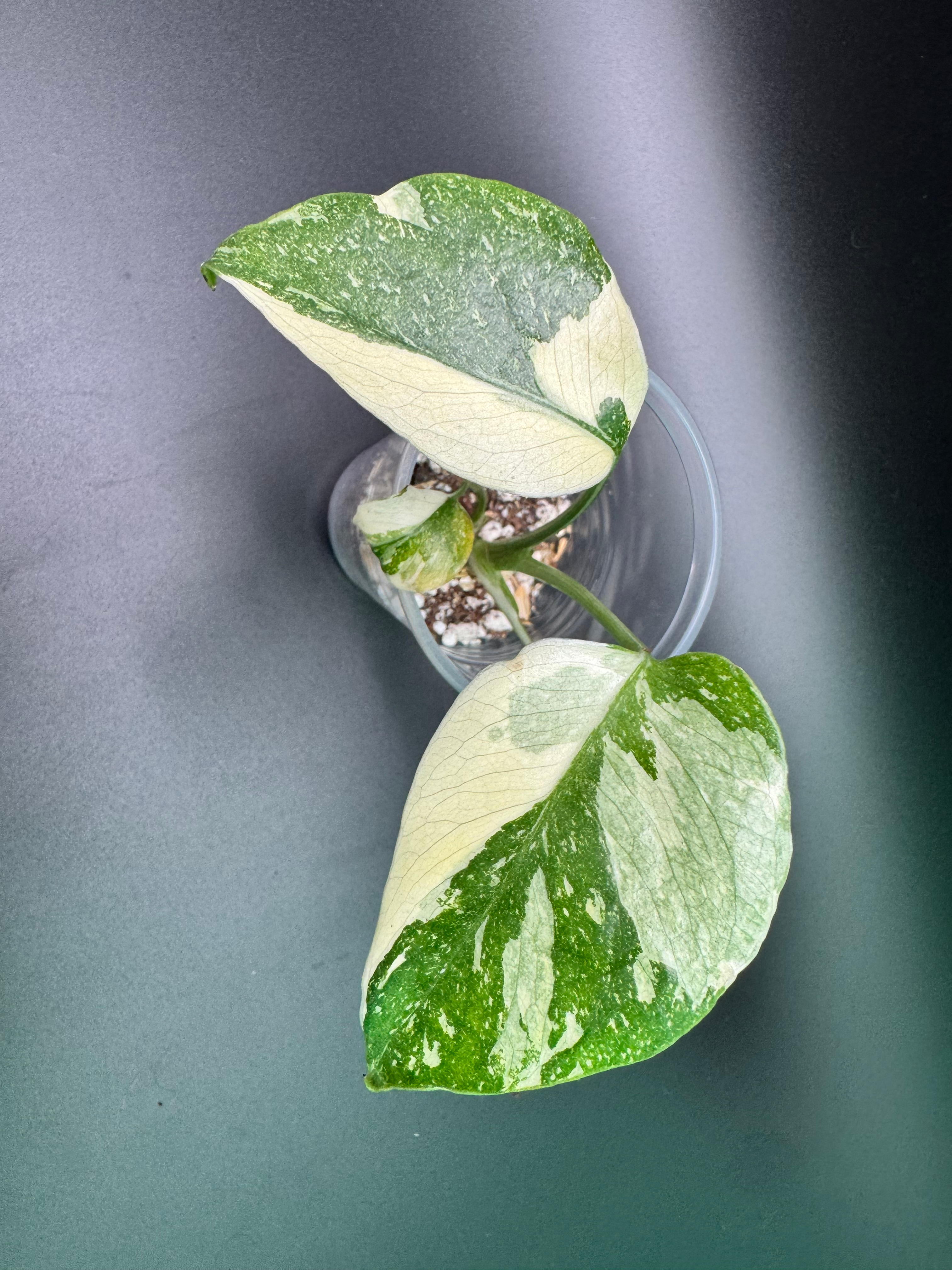 Monstera Creme Brulee - CB9