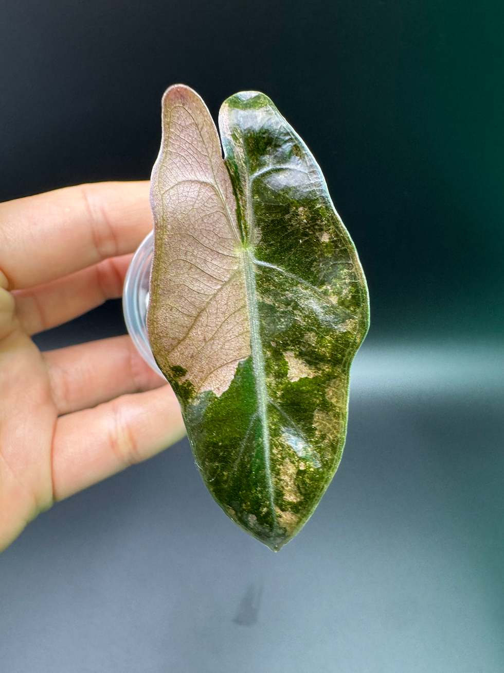 Thumbnail: Alocasia - Pseudosanderiana Combo