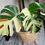 Thumbnail: Monstera Mint Variegated