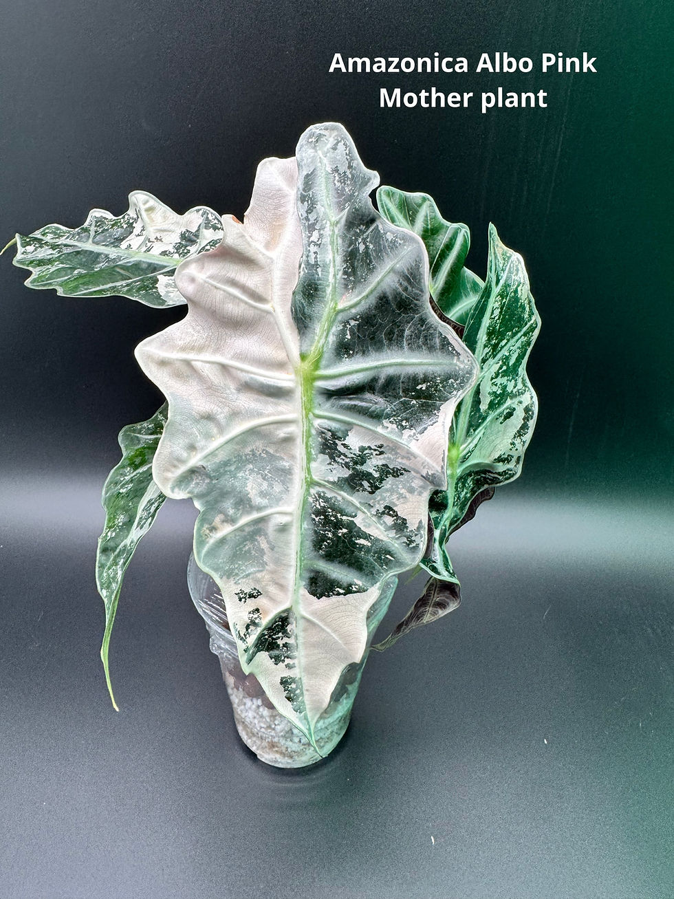 Thumbnail: Alocasia Amazonica Albo Pink - corm