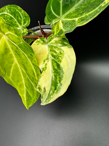 Anthurium Crystallinum x AOS | Plantopia