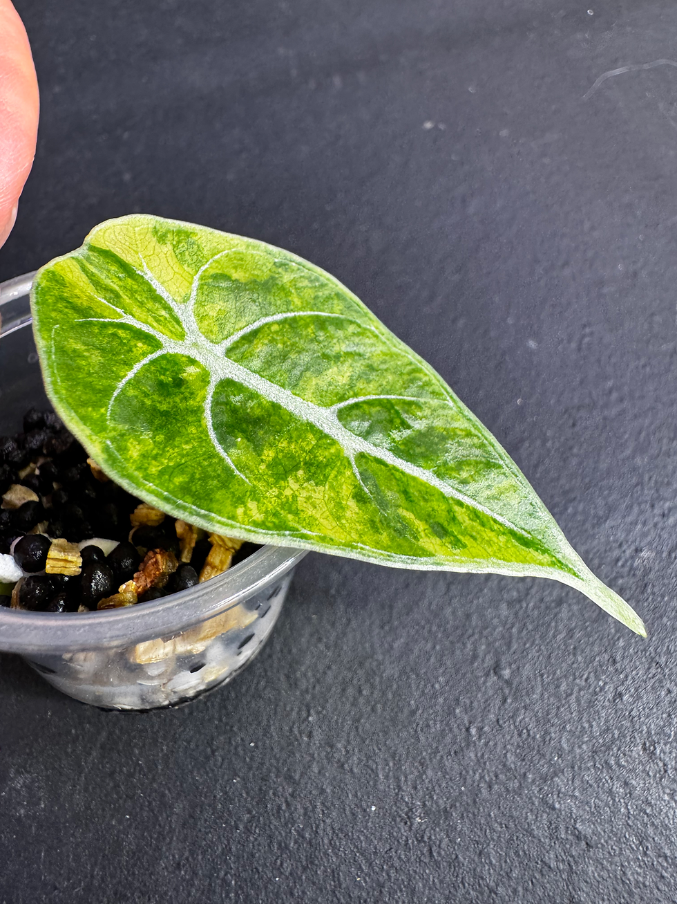 Thumbnail: Alocasia Watsonia Doff Variegated - WA6