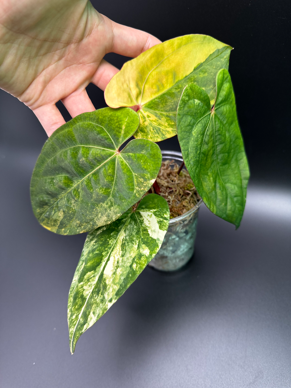Thumbnail: Anthurium Papillilaminum x AOS variegated