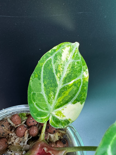 Anthurium Crystallinum x AOS | Plantopia