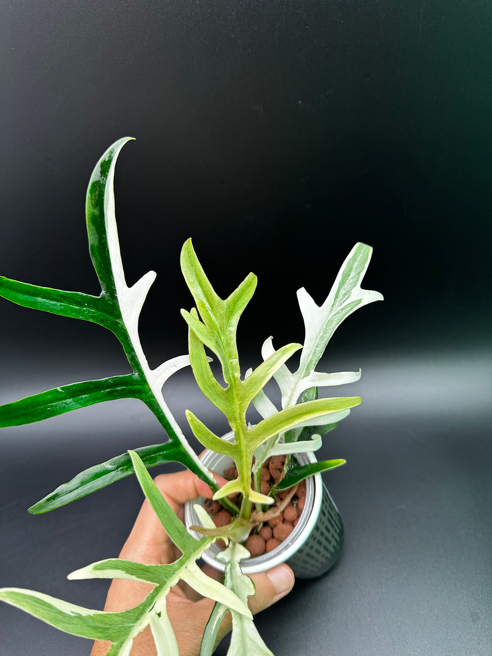 Thumbnail: Philodendron Tortum Albo 