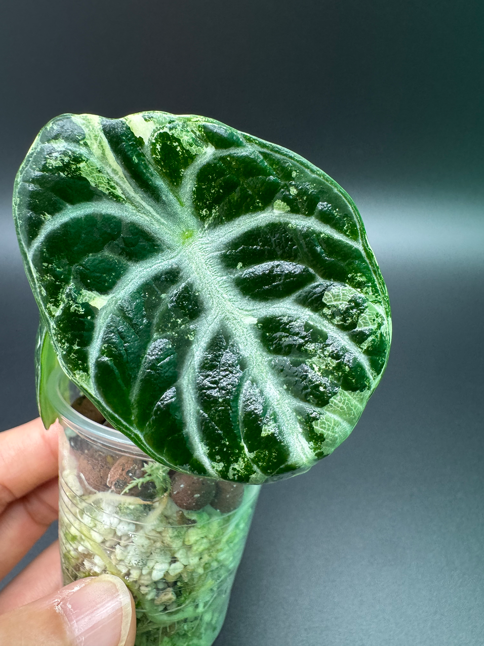 Thumbnail: Alocasia Velvet Ninja Albo Pink 