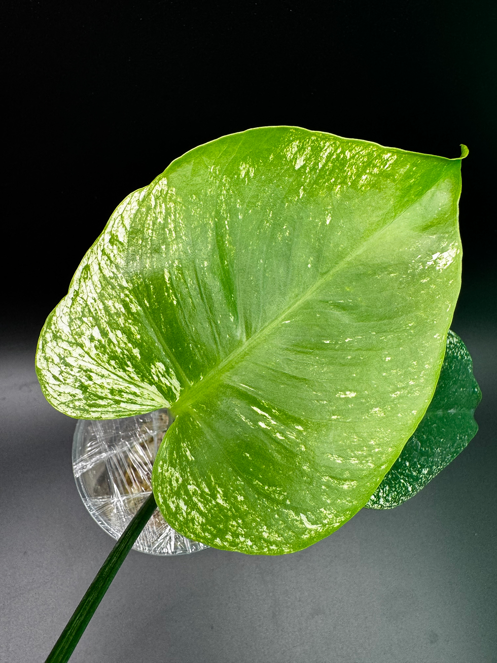 Thumbnail: Monstera Deliciosa Devil Monster - MD8
