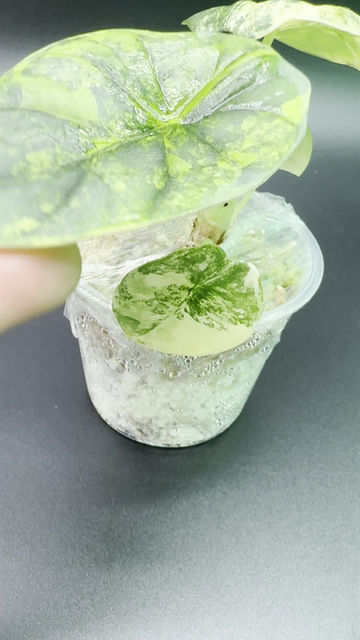 Thumbnail: Alocasia Nebula Aurea 